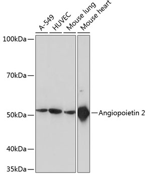 ANGPT2 Rabbit mAb