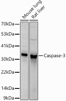 Caspase-3 Rabbit pAb