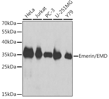 Emerin/EMD Rabbit pAb