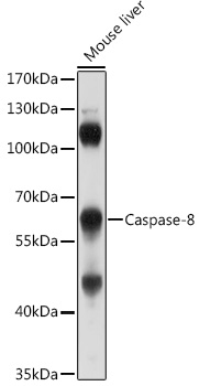 Caspase-8 Rabbit pAb