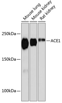 ACE1 Rabbit mAb