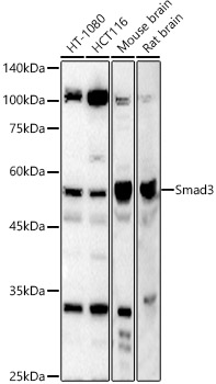 Smad3 Rabbit pAb