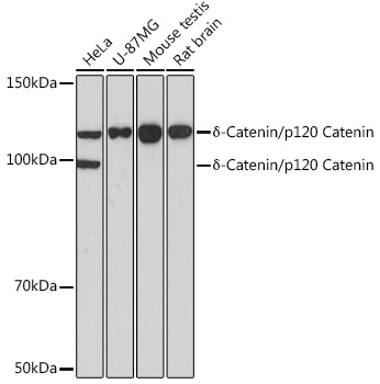 _-Catenin/p120 Catenin Rabbit mAb