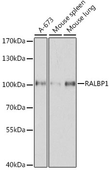 [KO Validated] RALBP1 Rabbit pAb