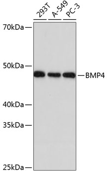 BMP4 Rabbit mAb