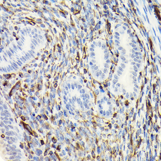 Vimentin Rabbit pAb