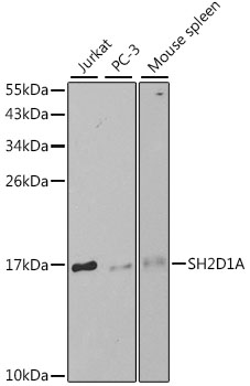 SH2D1A Rabbit pAb