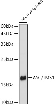 ASC/TMS1 Rabbit pAb