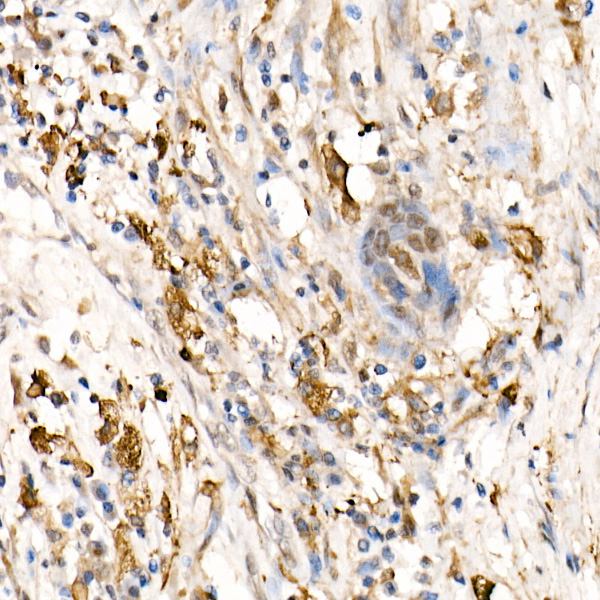 Ferritin Heavy Chain Rabbit pAb