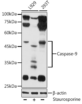 Caspase-9 Rabbit pAb