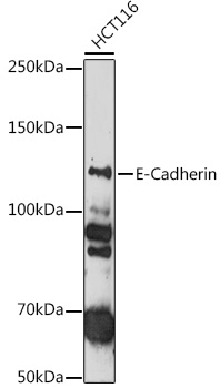 E-Cadherin Rabbit pAb