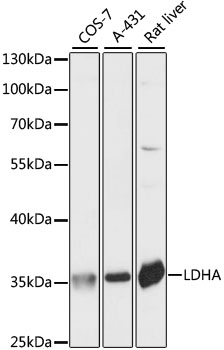 LDHA Rabbit pAb