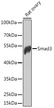 Smad3 Rabbit pAb