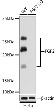 [KO Validated] FGF2 Rabbit mAb
