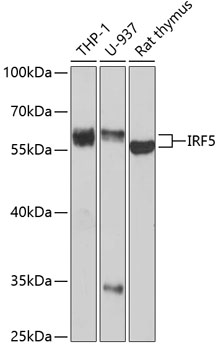 IRF5 Rabbit pAb