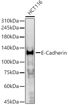 E-Cadherin Rabbit pAb