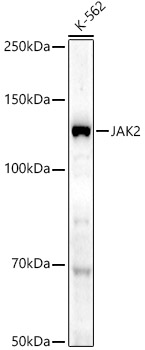 JAK2 Rabbit pAb