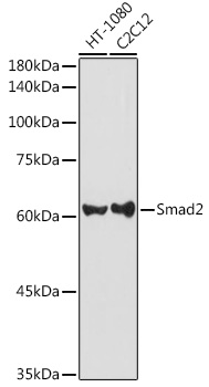 Smad2 Rabbit pAb