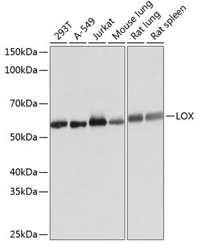 LOX Rabbit mAb