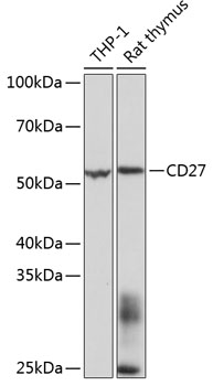 CD27 Rabbit mAb