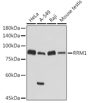 RRM1 Rabbit pAb