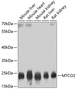 MTCO2 Rabbit pAb
