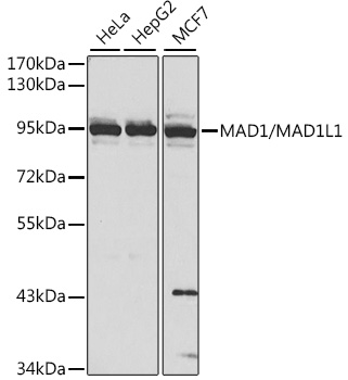 MAD1/MAD1L1 Rabbit pAb