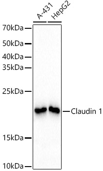 Claudin 1 Rabbit mAb