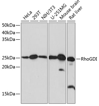 [KO Validated] RhoGDI Rabbit mAb