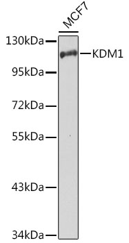 KDM1 Rabbit pAb