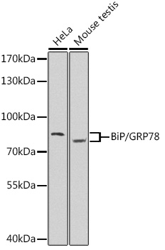 BiP/GRP78 Rabbit pAb