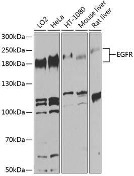 EGFR Rabbit pAb