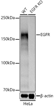 [KO Validated] EGFR Rabbit pAb