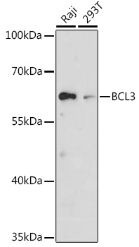 BCL3 Rabbit pAb