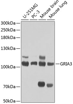 GRIA3 Rabbit pAb