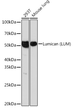 Lumican (LUM) Rabbit mAb