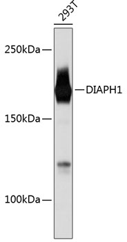 DIAPH1 Rabbit mAb