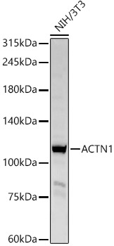 ACTN1 Rabbit pAb