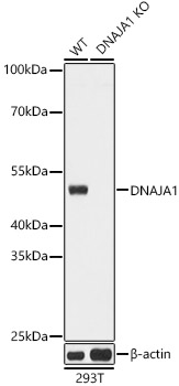 [KO Validated] DNAJA1 Rabbit pAb
