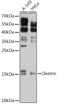 Destrin Rabbit pAb
