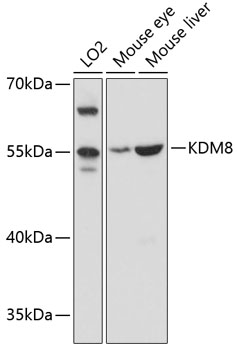KDM8 Rabbit pAb