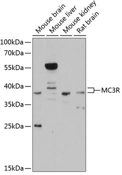MC3R Rabbit pAb