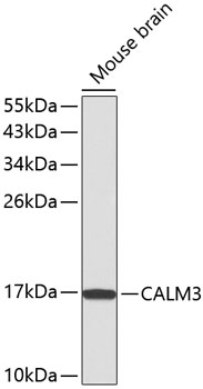 CALM3 Rabbit pAb