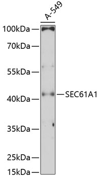 SEC61A1 Rabbit pAb