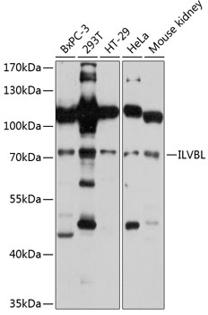 ILVBL Rabbit pAb