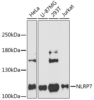 NLRP7 Rabbit pAb