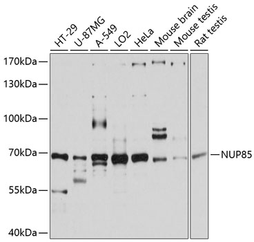 NUP85 Rabbit pAb