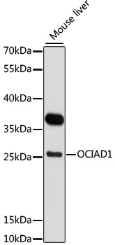 OCIAD1 Rabbit pAb