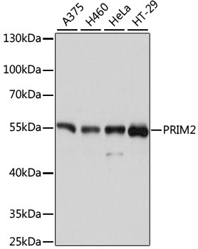 PRIM2 Rabbit pAb