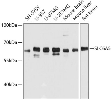 SLC6A5 Rabbit pAb